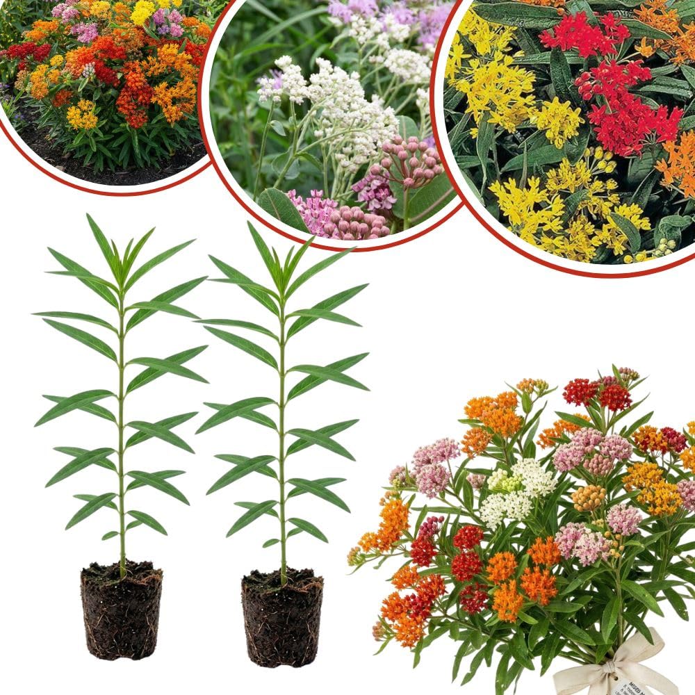 Set of 2 Mix Milkweed Live Plant 4-6" Tall