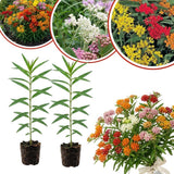 Set of 2 Mix Milkweed Live Plant 4-6" Tall