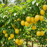 Yellow Passionfruit Plant Live, Passion Fruit Vine Plant, 4-6'' Tall