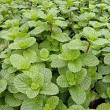 Peppermint Herb Live Plant in 4 Inch Pot, 3-5 Inch Tall