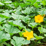 Live Pumpkin Plant, Pumpkin Plant Live 4-7" Tall