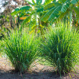 2 Lemon Grass Live Plants, Fragrant Herb Plant, 6-10 Inch Tall