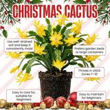 Yellow True Christmas Cactus Live Plant, Holiday Cactus, 4-6 Inch Tall