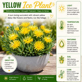 Yellow Ice Plant Live Plant, Ground Cover, 4-7 Inch Tall, 4 Inch Pot