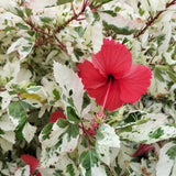 Pack 2 White Red Hibiscus Plant Live 4-7 Inch Tall