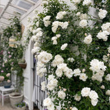 Climbing Rose Live Plant, Garden Rose Plant