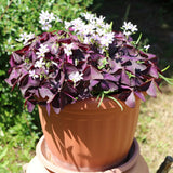 Purple Shamrock Oxalis Plant Live, Indoor Plant, 4-6 Inch Tall, 4 Inch Pot