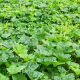 Pumpkin Live Plant, 4-7" Tall, Pumpkin Plant in Pot