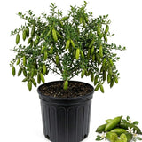 Green Finger Lime Tree Live Plant, Home Garden Plant, 1 Gallon Pot