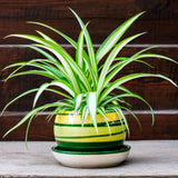 Variegated Spider Plant Live, Indoor Houseplant, 4-6 Inch Tall