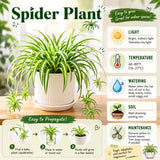 Variegated Spider Plant Live, Trailing Indoor Houseplant, 4-6 Inch Tall