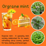 2 Orange Mint Live Plants, Fragrant Culinary Herb, 4-5 Inch Tall