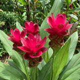 2 Red Curcuma Ginger Live Plant, Ginger Flower in Garden, 4-6 Inch Tall