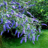 2 Light Blue Buddleia Live Plants, 5-9" Butterfly Bush for Outdoor Gardens
