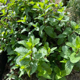 Mojito Mint Live Plant, 3–5 Inch Tall