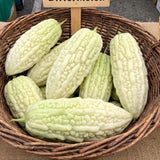 10 Live White Jade Bittermelon Seeds, Fresh Garden Seeds