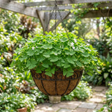 Green Shamrock Oxalis Live Plant, Rare Indoor Houseplant, 5-7 Inch Tall