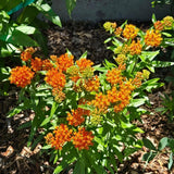 Set of 2 Orange Milkweed Live Plant 4-6" Tall