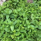 Peppermint Plant 3-5 Inch Tall for Container Herb Gardening