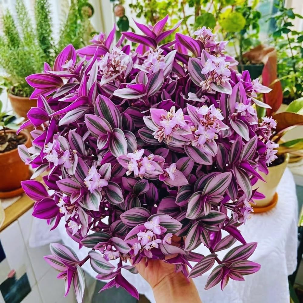 Variegated Wandering Jew Plant Live, Starter Houseplant, 3-5 Inch Tall