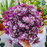 Variegated Wandering Jew Plant Live, Starter Houseplant, 3-5 Inch Tall