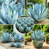 Blue Agave Live Plant, Rock Garden Succulent, 4-6 Inch Tall