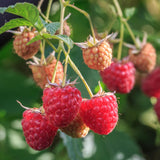 Red Raspberry Live Plant, Edible Berry Plant, 3-5 Inch Tall, 4 Inch Pot