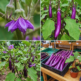 Purple Eggplant Vegetable Live Plant, Vegetable Plant, 4 Inch Pot