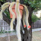 Monkey Tail Cactus Succulent Live Plant, Cactus Succulent, 2 Inch Pot