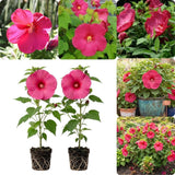 Set 2 Deep Pink Rose Hibiscus Plant Live