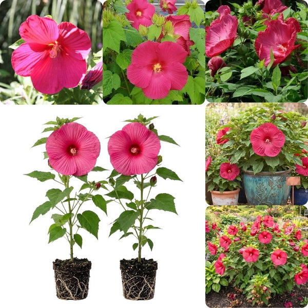 Set 2 Deep Pink Rose Hibiscus Plant Live