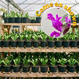 Purple True Christmas Cactus Live Plant, Desk Shelf Plant, 4-6 Inch Tall