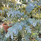 Silver Eucalyptus Tree Plant Live, Foliage Tree, 4-6 Inch Tall, 4 Inch Pot
