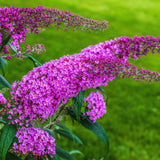 2 Random Butterfly Bushes Plants Live, Rooted Starter Shrub, 5-7 Inch Tall