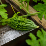 Green Bitter Melon Live Plant, Bitter Gourd Seedling, 4-7 Inch Tall