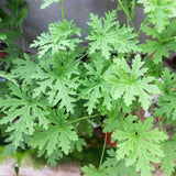 Live Citronella Geranium Plantin 4" Pot, 5-9 Inches Tall