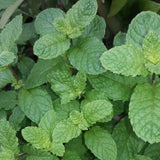 Peppermint Plant 3-5 Inch Tall for Container Herb Gardening