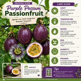 Purple Passionfruit Plant Live, Passion Fruit Vine Plant, 4-6'' Tall