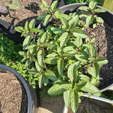 Chocolate Mint Live Plant, 4-6 Inch Tall, 3.5 Inch Pot