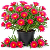 Red Ice Plant Live Plant, Ground Cover Succulent, 4-7 Inch Tall, 4 Inch Pot
