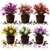 2 Random Christmas Cactus Live Plants, Holiday Cactus, 4-6 Inch Tall