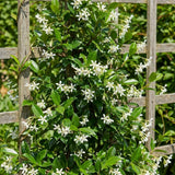 Star Jasmine Plant Live 4 to 6 Inch Tall