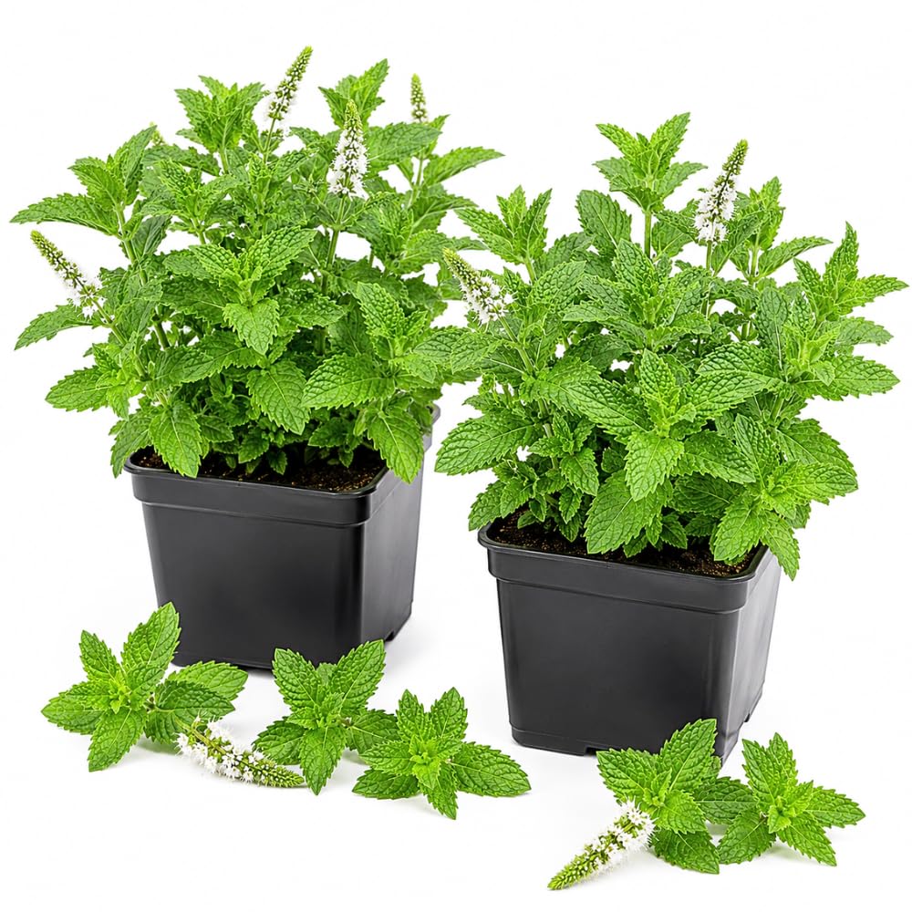 2 Mint Live Live Plants, Mint Herb Plant, 3-7 Inch Tall