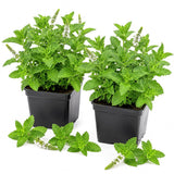 2 Mint Live Live Plants, Mint Herb Plant, 3-7 Inch Tall