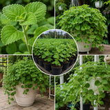 Green Swedish Ivy Plectranthus Live Plant, 4-6 Inch Tall, 4 Inch Pot