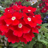 3 Red Live Verbena Plants