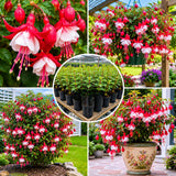 Red White Fuchsia Live Plant, 4-8 Inch Tall, 5 Inch Pot