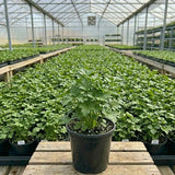 Parsley Plants Live, Culinary Herb Garden Plant, 4-7 Inch Tall