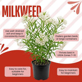 Set of 2 White Swamp Milkweed Live Plant 4-6" Tall