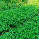 Parsley Herb Live Plants, Well-Rooted Herb Plant, 4-6 Inch Tall